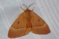 Lasiocampa quercus quercus