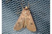 Agrotis exclamationis exclamationis