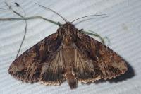 Apamea monoglypha monoglypha