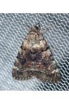 Apamea monoglypha monoglypha