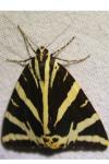 Euplagia quadripunctaria