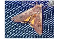 Noctua pronuba