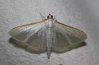 Palpita vitrealis