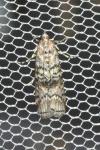 Dioryctria abietella