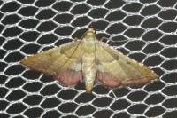 Endotricha flammealis