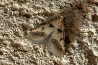 Stemmatophora brunnealis
