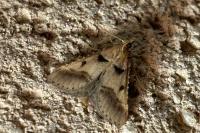 Stemmatophora brunnealis