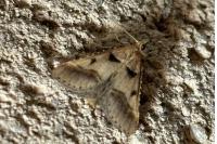 Stemmatophora brunnealis