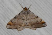 Macaria liturata