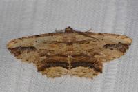 Menophra abruptaria