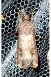 Agrotis ipsilon