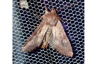 Apamea lateritia