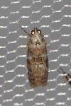 Phycita roborella