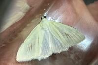 Sitochroa palealis