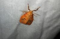 Miltochrista miniata