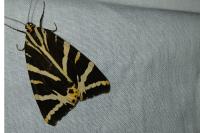 Euplagia quadripunctaria
