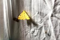 Opisthograptis luteolata