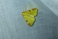 Opisthograptis luteolata