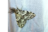 Lymantria monacha