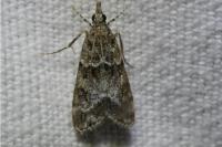 Eudonia