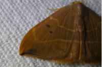 Watsonalla binaria