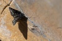 Psodos alticolaria