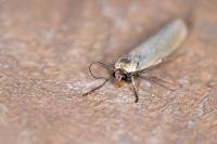 Indalia lutarella