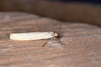 Indalia lutarella