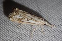 Catoptria falsella