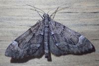 Thera cognata