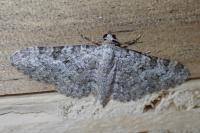 Eupithecia semigraphata