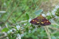 Pyrausta aurata