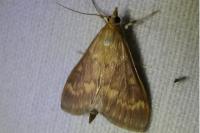Ostrinia nubilalis