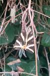 Euplagia quadripunctaria