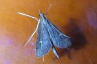 Dolicharthria punctalis