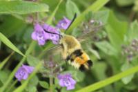 Hemaris tityus