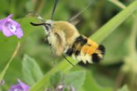 Hemaris tityus