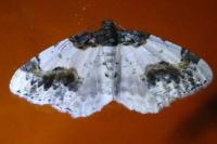 Ligdia adustata