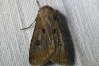Agrotis exclamationis exclamationis