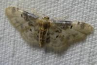 Idaea filicata