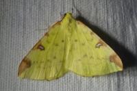 Opisthograptis luteolata