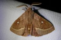 Lasiocampa trifolii trifolii