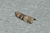 Euzophera pinguis