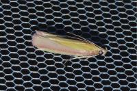 Oncocera semirubella