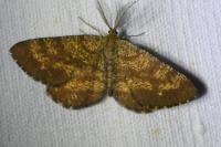Ematurga atomaria
