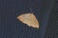 Watsonalla uncinula