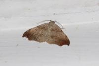 Laspeyria flexula