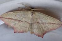 Timandra comae
