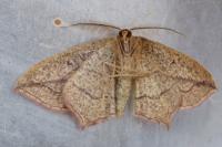 Timandra comae