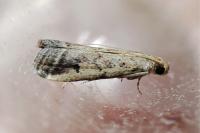 Metallostichodes nigrocyanella